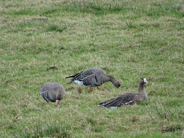 色无疑举足 色无疑举足